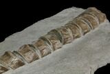 Ichthyosaur Vertebrae Column - Posidonia Shale, Germany #114214-1